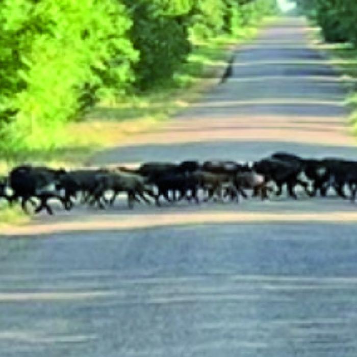Hogs on the Move in Muldoon