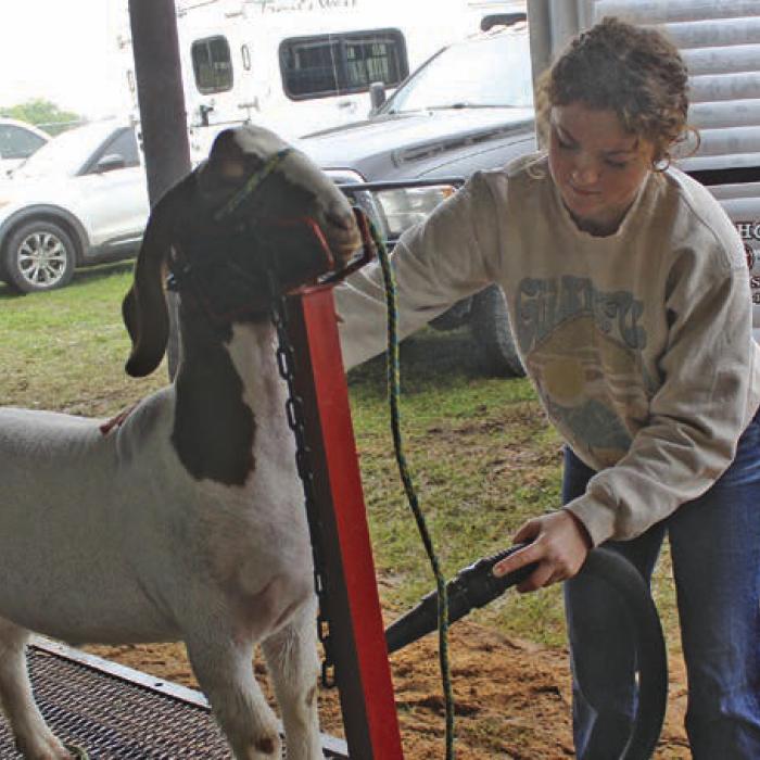 Emma Baird of Round Top puts the finishing touches on her goat Benito before Friday’s show. Photos by Jeff Wick