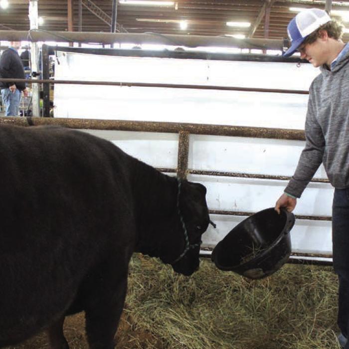 Jake Kubala of Fayetteville gives one of his cattle entries a snack Friday before the show.