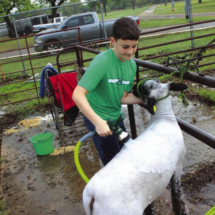 Logan Schwenke of La Grange works to get his lamb show-ready Friday.
