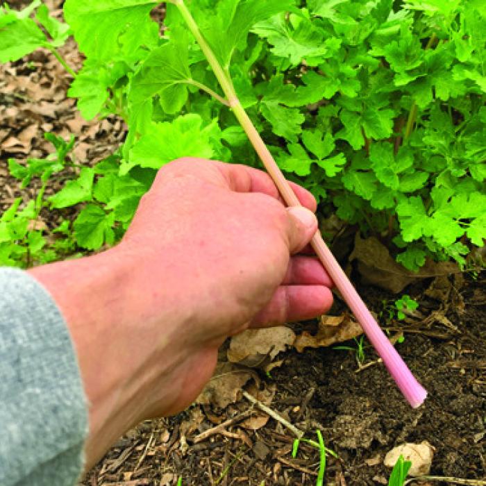 Celery-brate This Overlooked Garden Gem