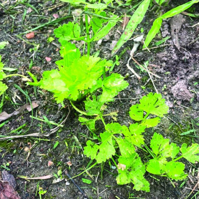 Celery-brate This Overlooked Garden Gem