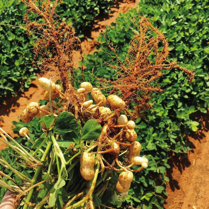 Peanuts are legumes like beans and peas, but they grow pods below ground instead of above ground. Photo by Texas A&amp;M AgriLife Research