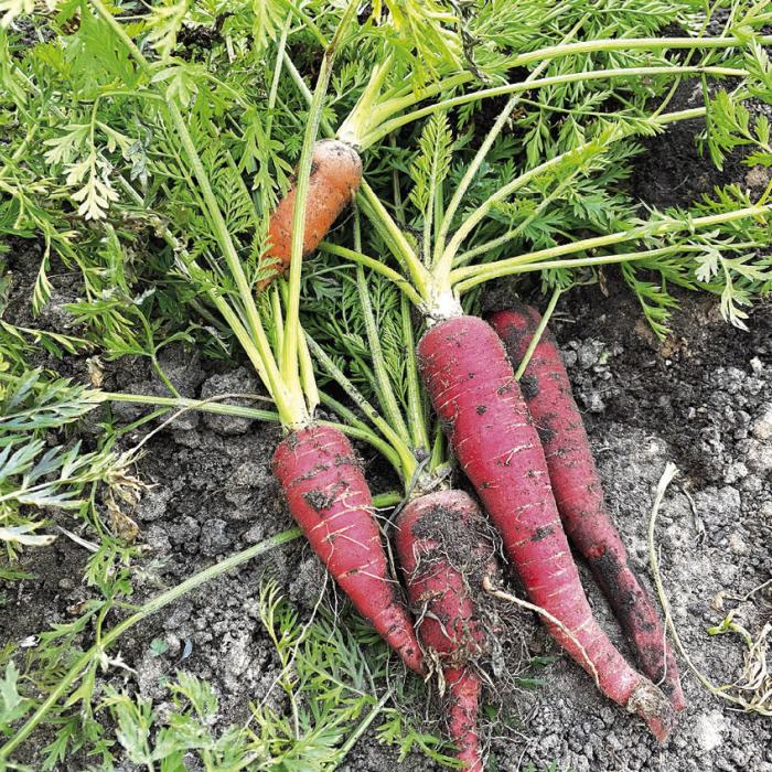Some “Kyoto Red” carrots harvested from our garden earlier this year. Photo by Andy Behlen