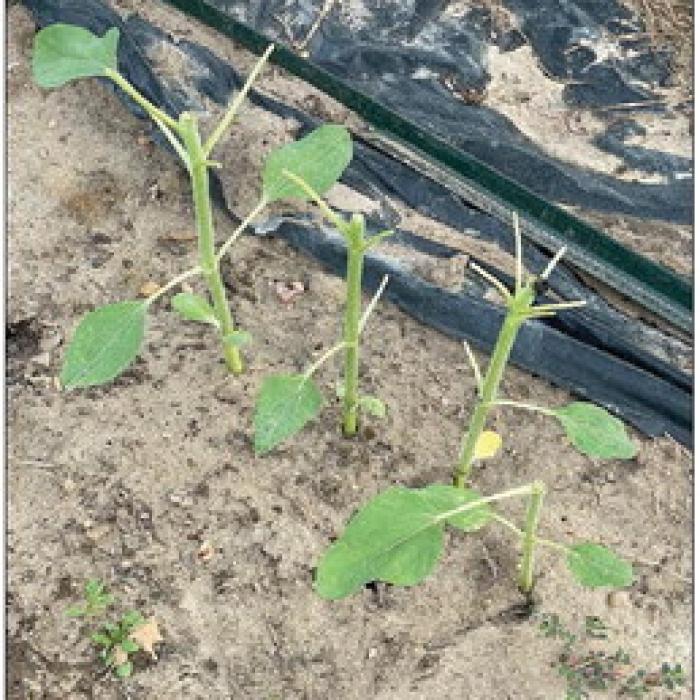 Deer ate the tops off a row of sunflowers I planted about a month ago.