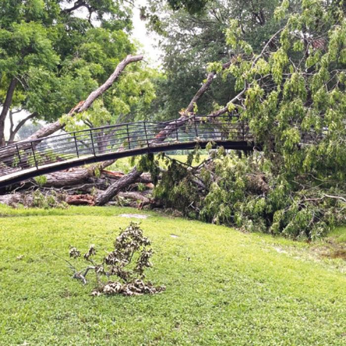 Pictured is a very large tree that fell and hit the walking bridge in Carmine City Park on May 16. The park is currently closed until it can be cleaned up. There were also many other trees and limbs that fell in town.