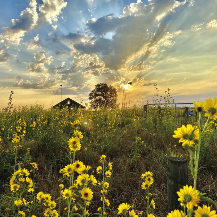 Dave Oldham captured this photo of the sunrise and the just a gloriously yellow wildflowers along Highway 77, between Knape Rd. and Radhost School Rd. Photo by Dave Oldham