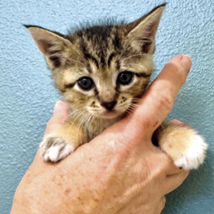 This kitten’s name is Baby Ruth