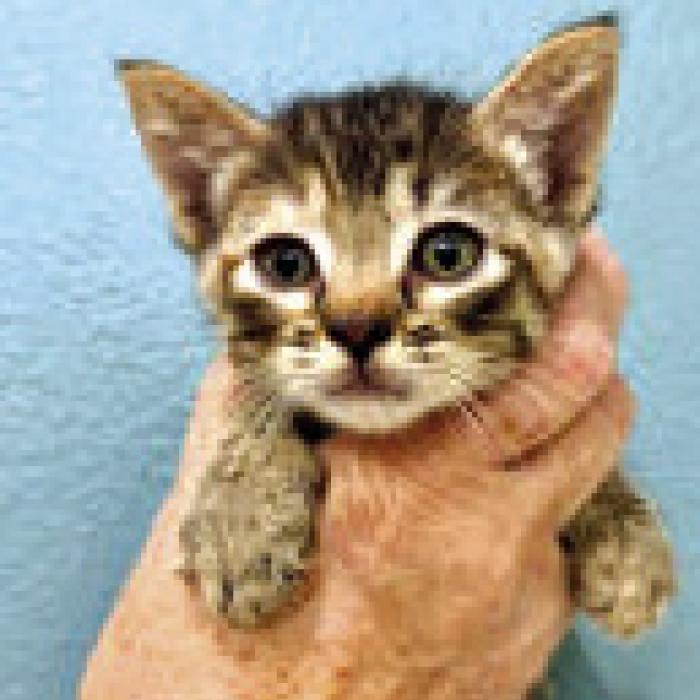 This kitten’s name is Toll House