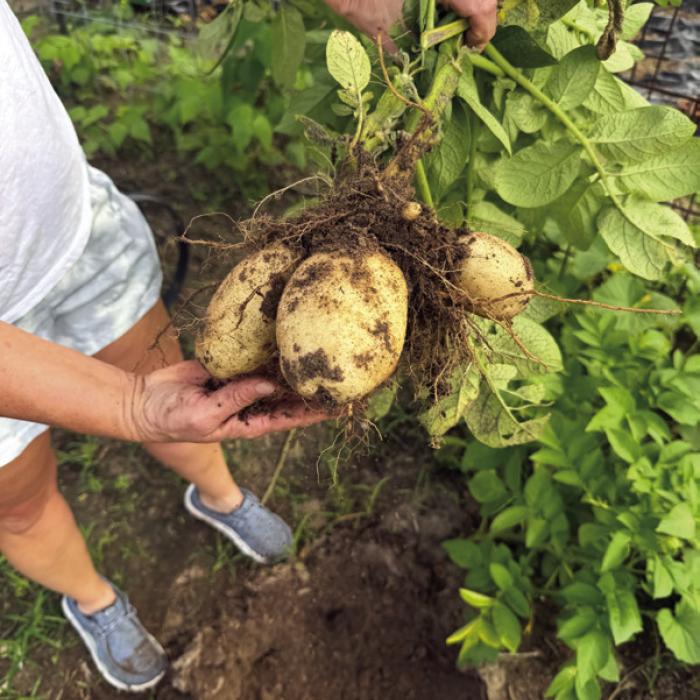 In more positive news from my garden, Janessa and I harvested a bumper crop of potatoes last weekend.