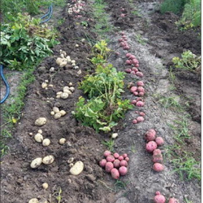 We planted a mix of white Kennebec, red Pontiac and Yukon gold potatoes.