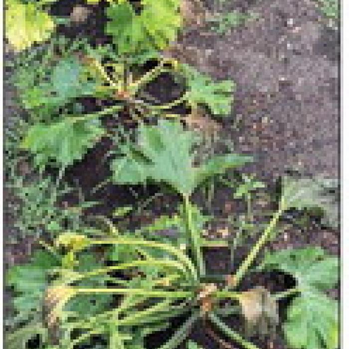 These zucchini plants have just about hit the dust after the squash vine borers moved in.