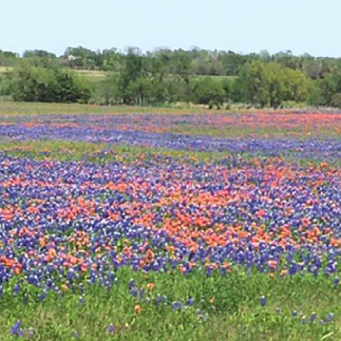 Beautiful blooms in the Fayetteville area.