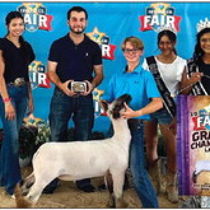 Fair Lamb Show
