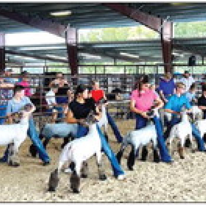Fair Lamb Show