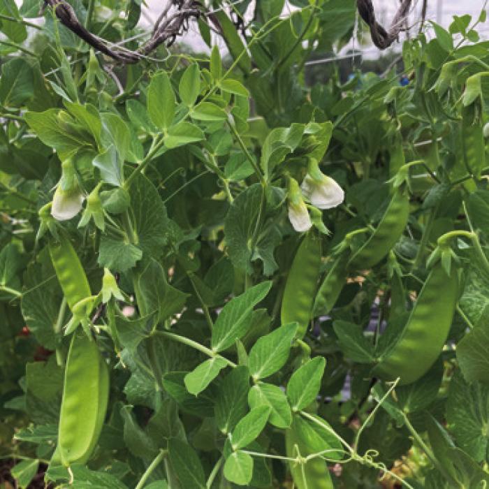A patch of snow peas that I grew last year.