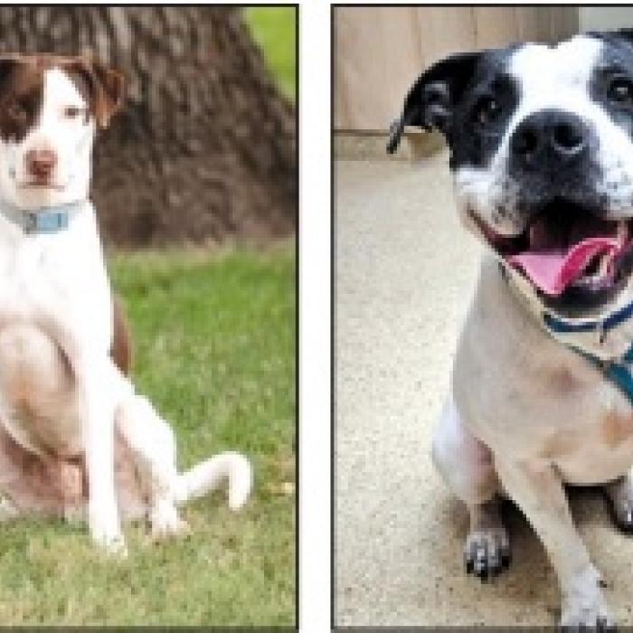 Adopt Me