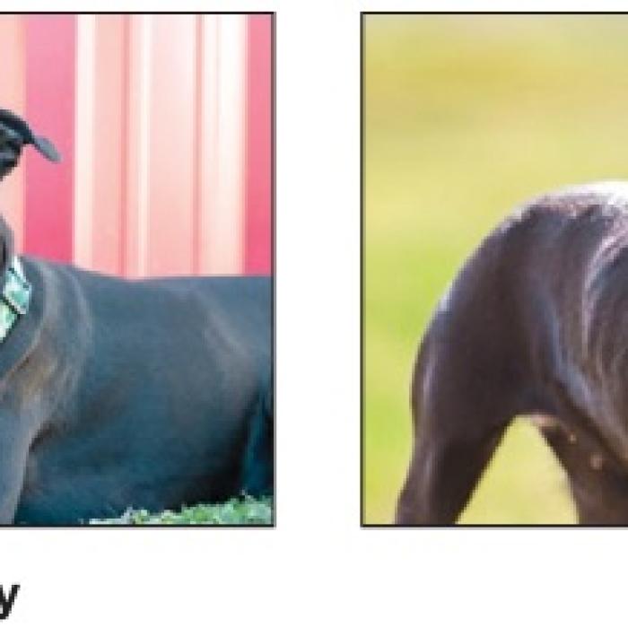 Adopt Me