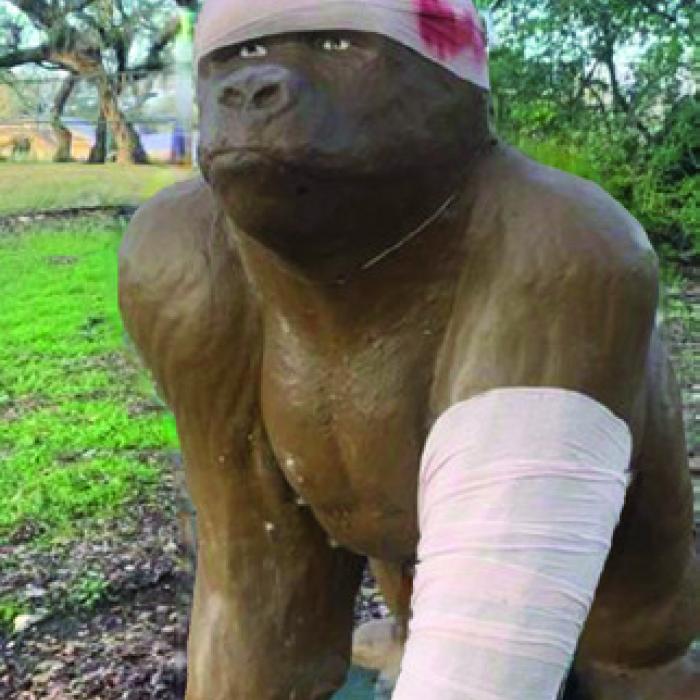 Bluff Gorilla On the Mend