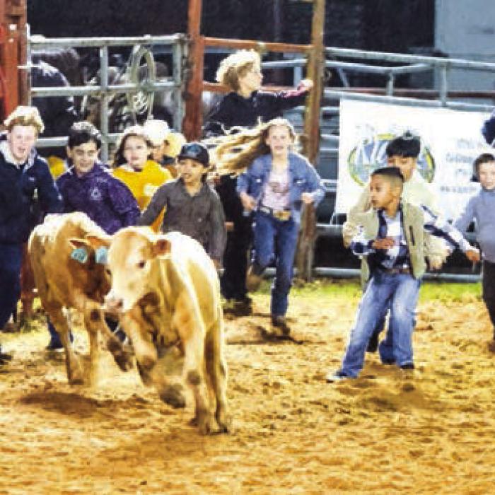 Youngsters chase after a pair of calves in the calf scramble Saturday night. Photos by Andy Behlen
