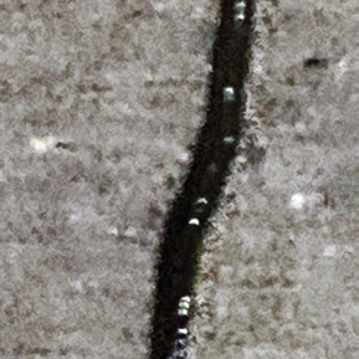 Dangerous Hammerhead Worms Found Here – Again