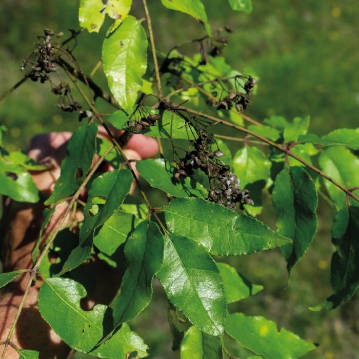 I found some seed pods attached to the branches of a prickly ash this week at my parents’ property in central Fayette County. But the pods appeared old and dark, perhaps from last year. Photos by Andy Behlen