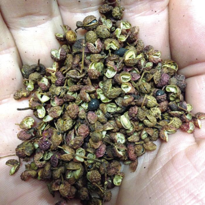 A closeup of some true Sichuan peppercorns. Photo from Wikimedia Commons