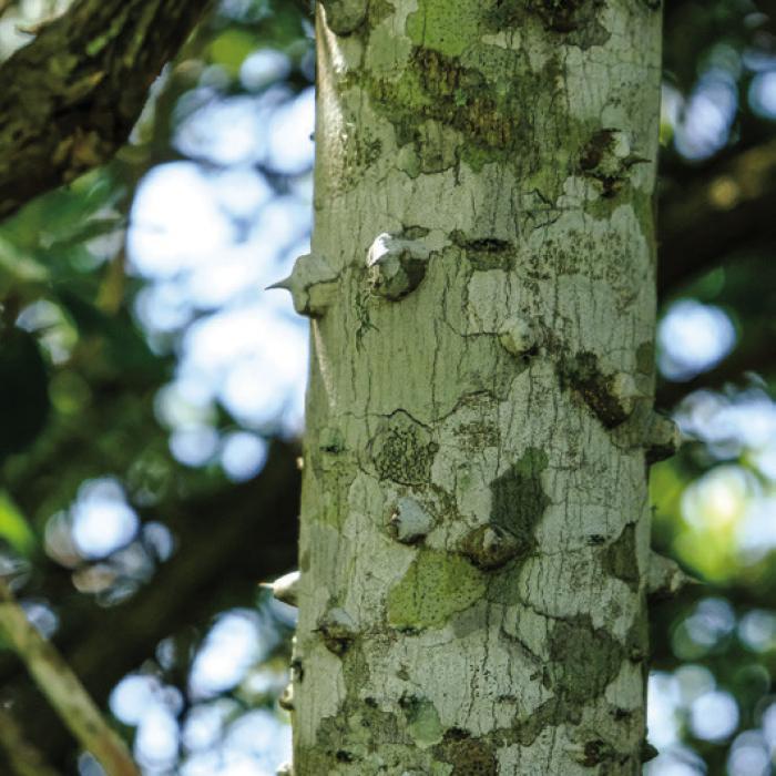 The unmistakable prickly bark of a prickly ash tree. Several species are native to Texas, and one has the scientific name Zanthoxylum clava-herculis. The species name, fittingly, means “Hercules’ Club.”