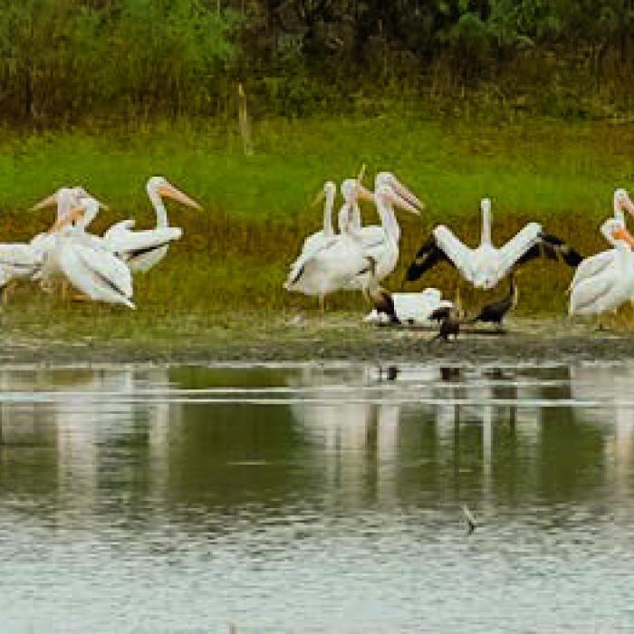 Pelicans Visit La Grange in Marshes Along Highway 71