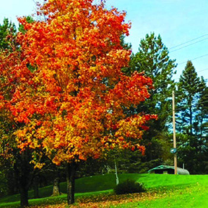Journey to Find Fall