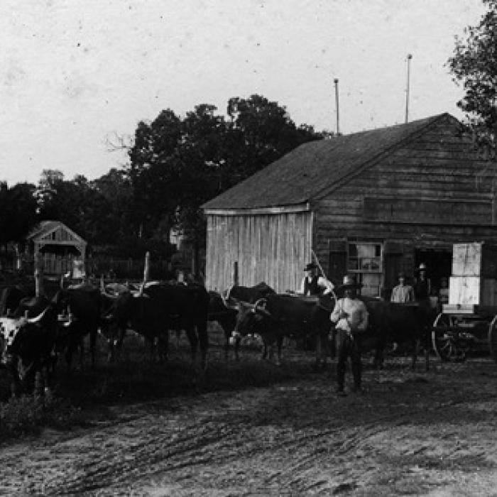 Louis Melcher captured this photo of George Huebner with his ox-team at O’Quinn in the 1890s; courtesy of the Fayette Heritage Museum and Archives.