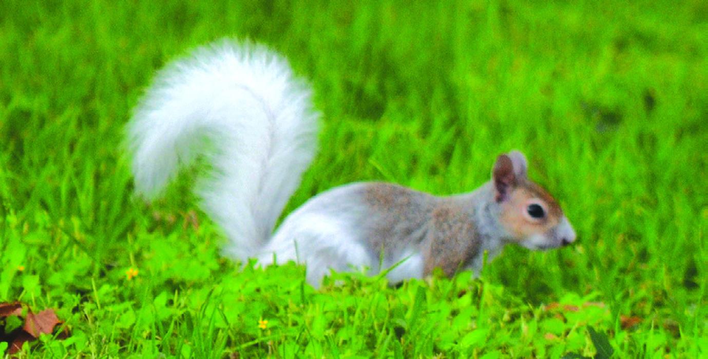 Unique Squirrel in Round Top