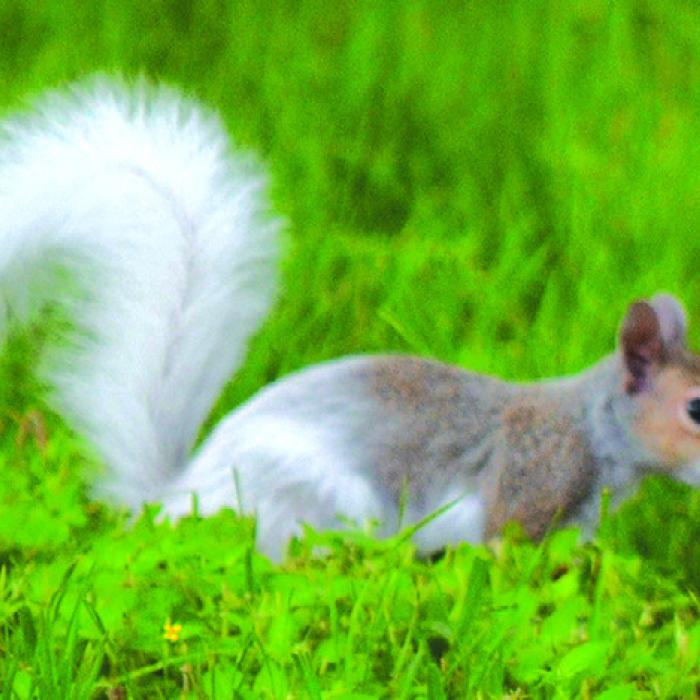 Unique Squirrel in Round Top
