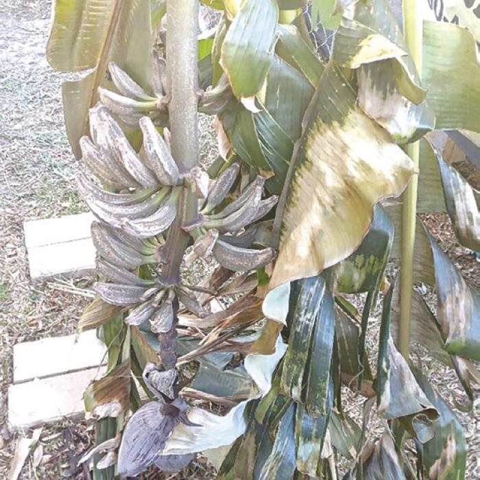 Bananas Split in the Cold Weather