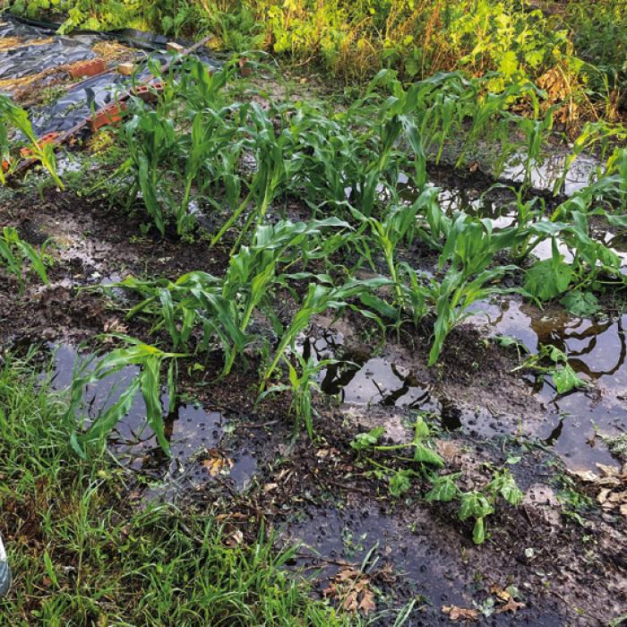 Don’t Get the Soggy Garden Blues