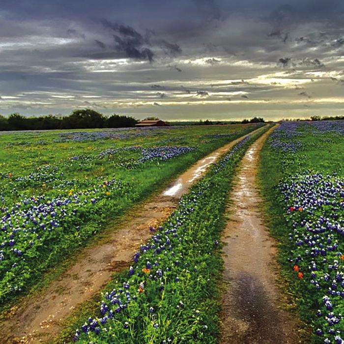 Bluebonnet Beauty