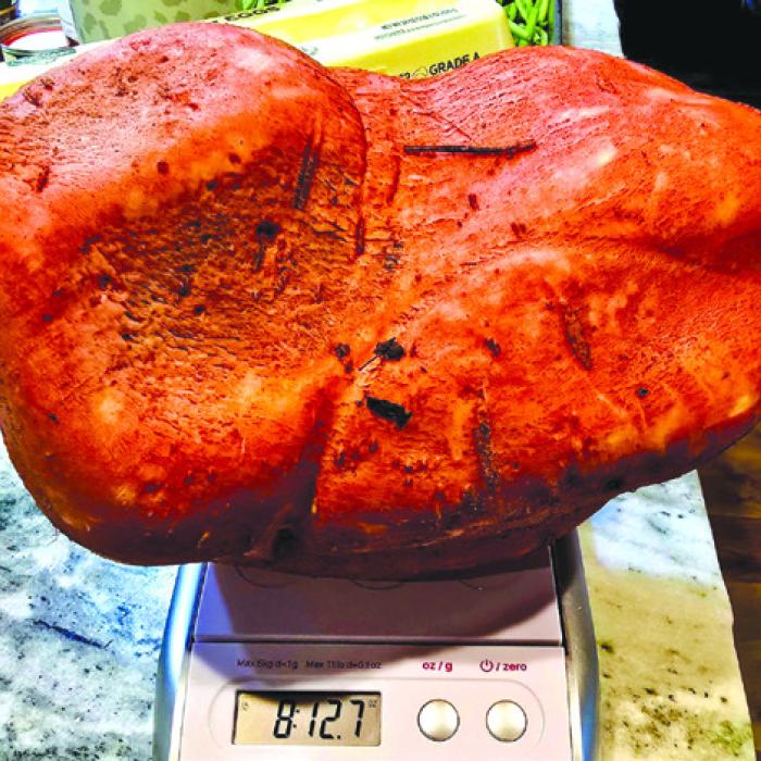 April Huddleston grew a sweet potato that weighed more than eight pounds!