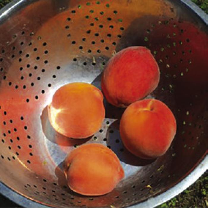 Picking Peaches in Northern Fayette County in April!