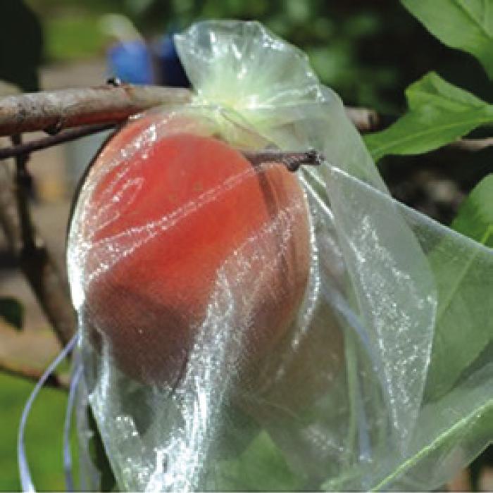 Picking Peaches in Northern Fayette County in April!
