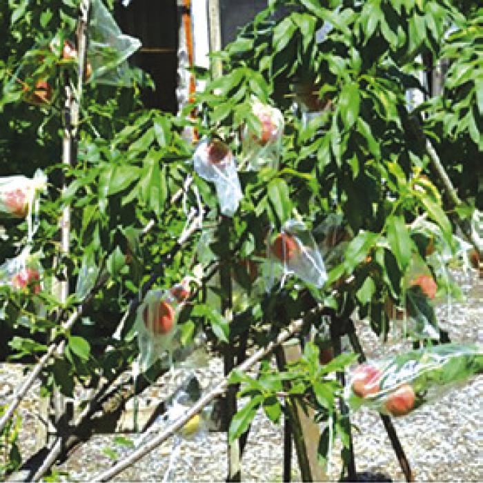 Picking Peaches in Northern Fayette County in April!
