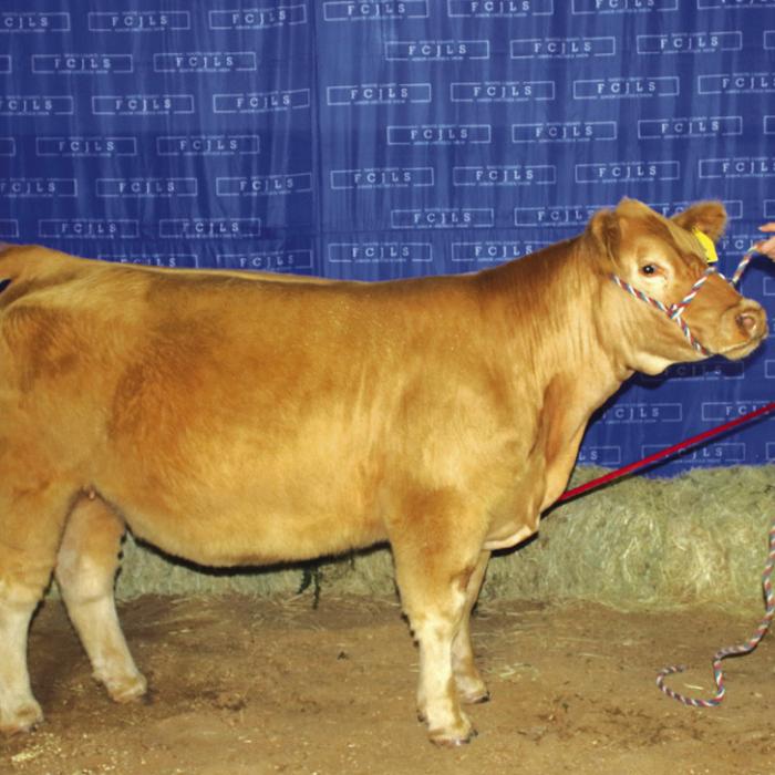 Fayette County Jr. Livestock Show Heifer and Ag Mechanics Winners