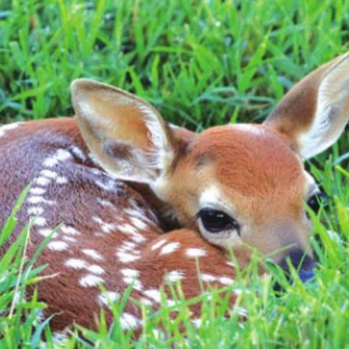 Leave Those Fawns Alone