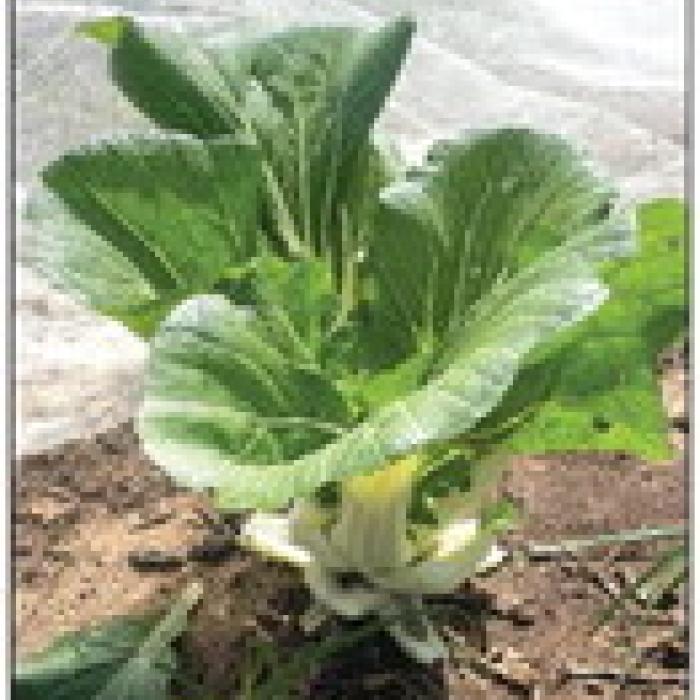 Jump for Choy, It’s Greens Season in the Garden