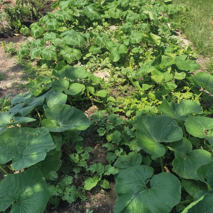 Emulate Nature by Planting Cover Crops in the Garden