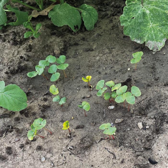Emulate Nature by Planting Cover Crops in the Garden
