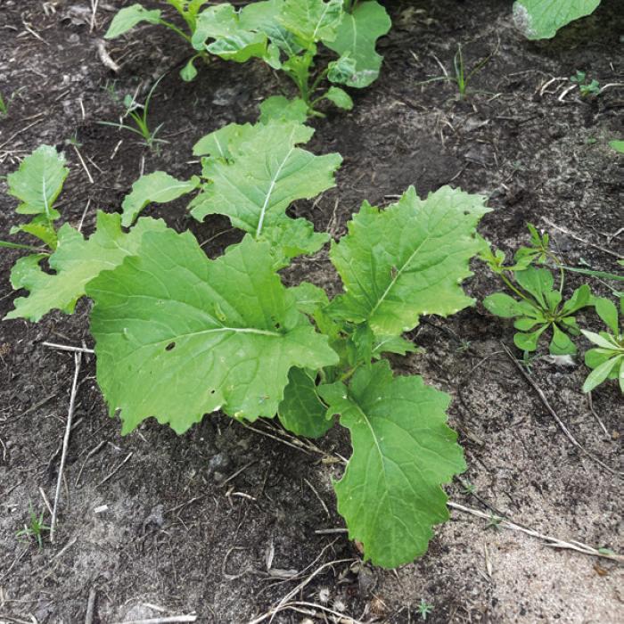 Emulate Nature by Planting Cover Crops in the Garden