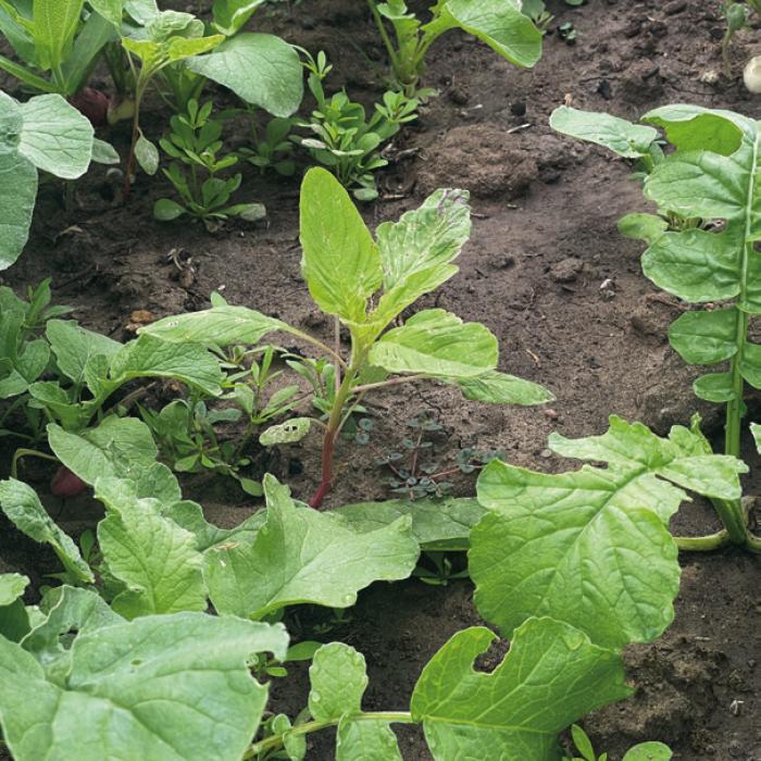 Emulate Nature by Planting Cover Crops in the Garden