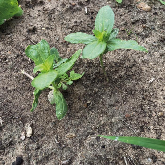 Emulate Nature by Planting Cover Crops in the Garden