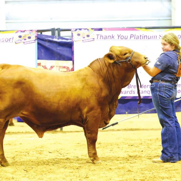 Ellinger Youth Attend Beefmaster Show and Convention