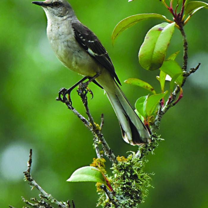 Song Bird by Jerry Brown.
